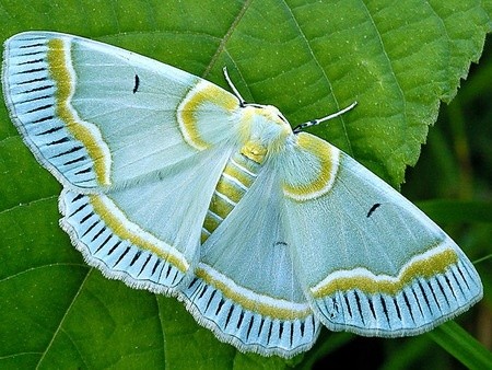 Photo:  moth pinned